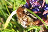 Bombus humilis