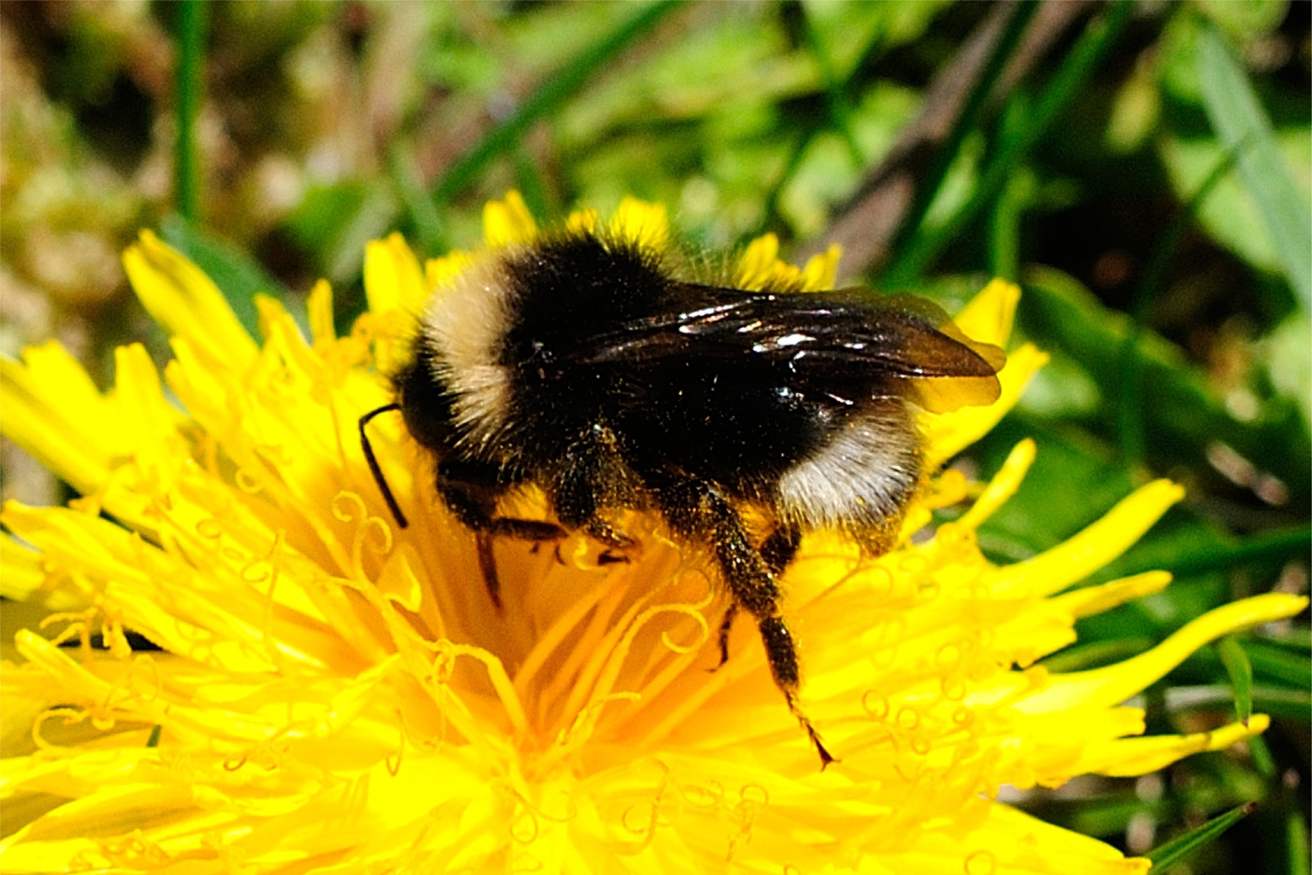 Bombus sylvestris