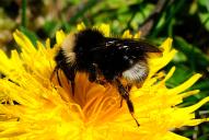 Bombus sylvestris