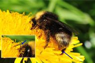 Bombus sylvestris