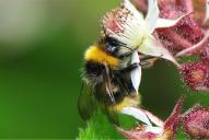 Bombus sylvestris