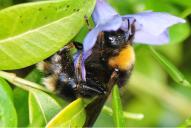 Bombus sylvestris