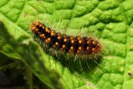Acronicta auricoma (Raupe)