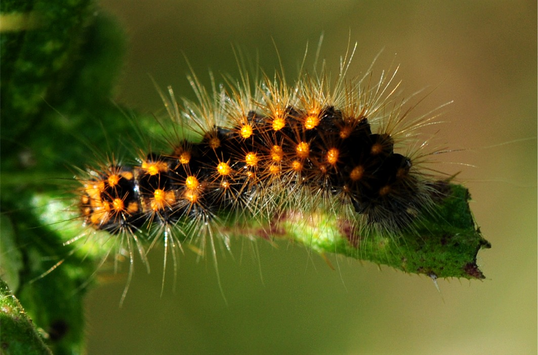 Acronicta auricoma (Raupe)