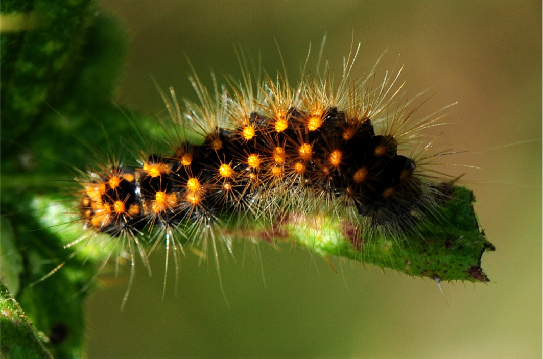 Acronicta auricoma