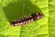 Acronicta rumicis (Raupe)