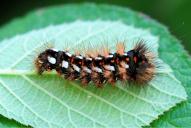 Acronicta rumicis (Raupe)