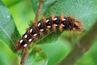 Acronicta rumicis (Raupe)