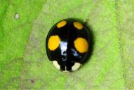 Harmonia axyridis