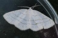 Cabera pusaria (Raupe)