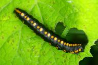 Cucullia lucifuga (Raupe)