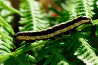 Cucullia lucifuga (Raupe)