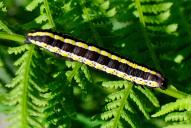 Cucullia lucifuga (Raupe)