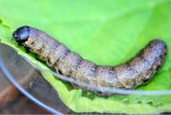 Cucullia umbratica (Raupe)