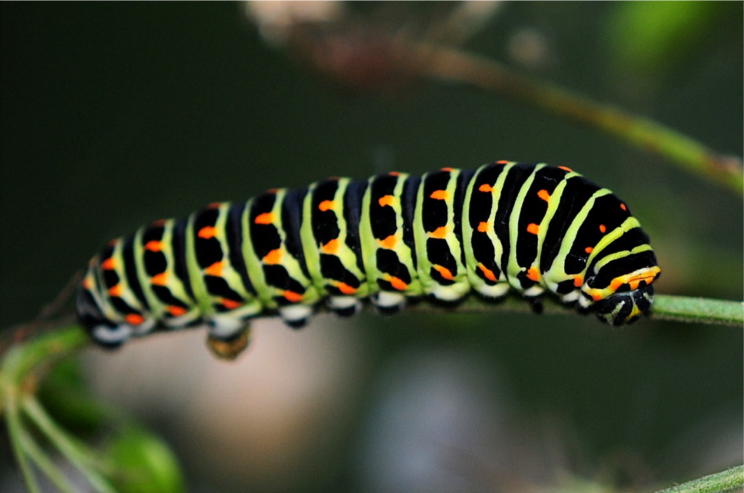 Papilio machaon