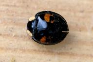 Harmonia axyridis