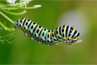Papilio machaon (Raupe)