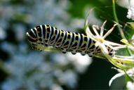 Papilio machaon (Raupe)