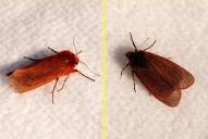 Phragmatobia fuliginosa (Raupe)