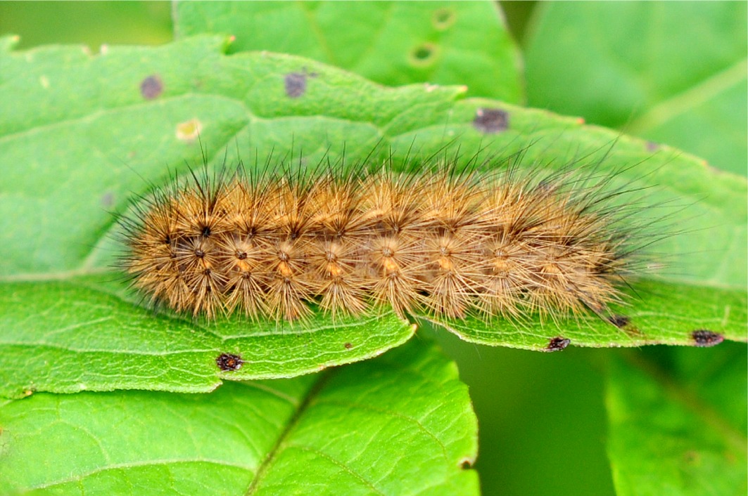 Phragmatobia fuliginosa (Raupe)
