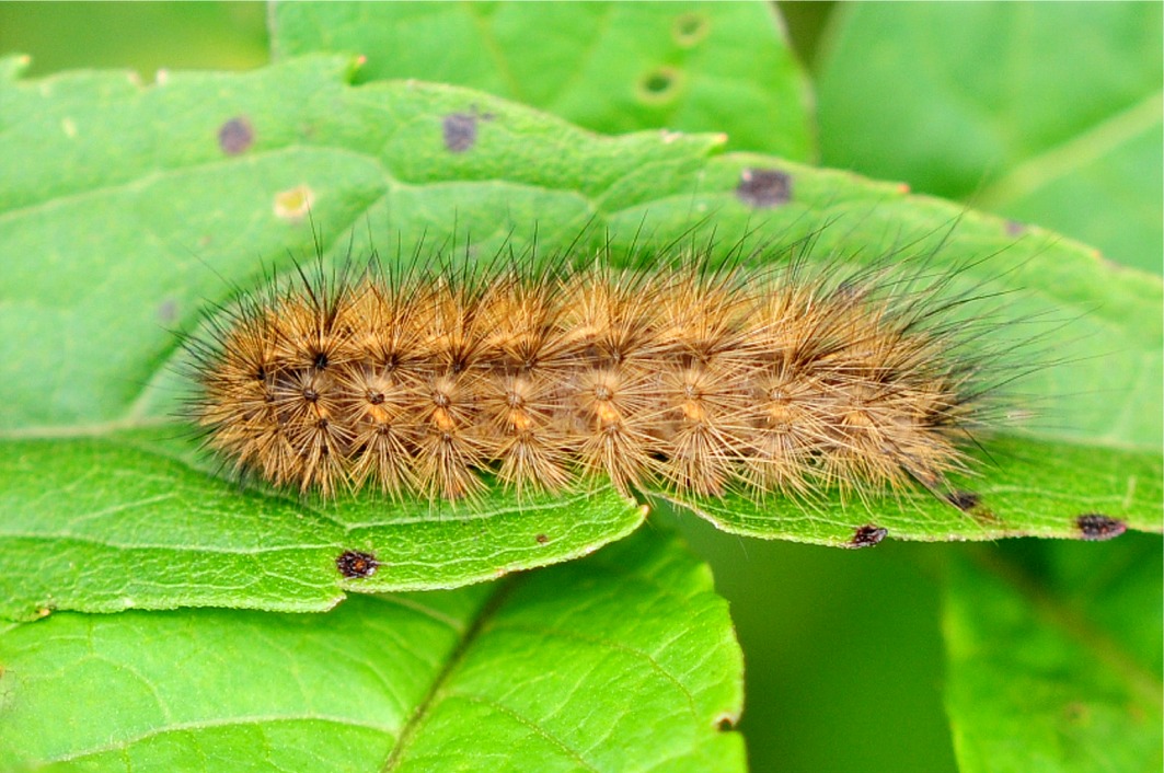 Phragmatobia fuliginosa