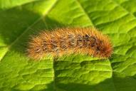 Phragmatobia fuliginosa (Raupe)