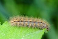 Phragmatobia fuliginosa (Raupe)