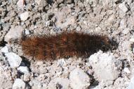 Phragmatobia fuliginosa (Raupe)