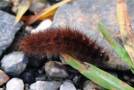 Phragmatobia fuliginosa (Raupe)