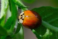 Harmonia axyridis