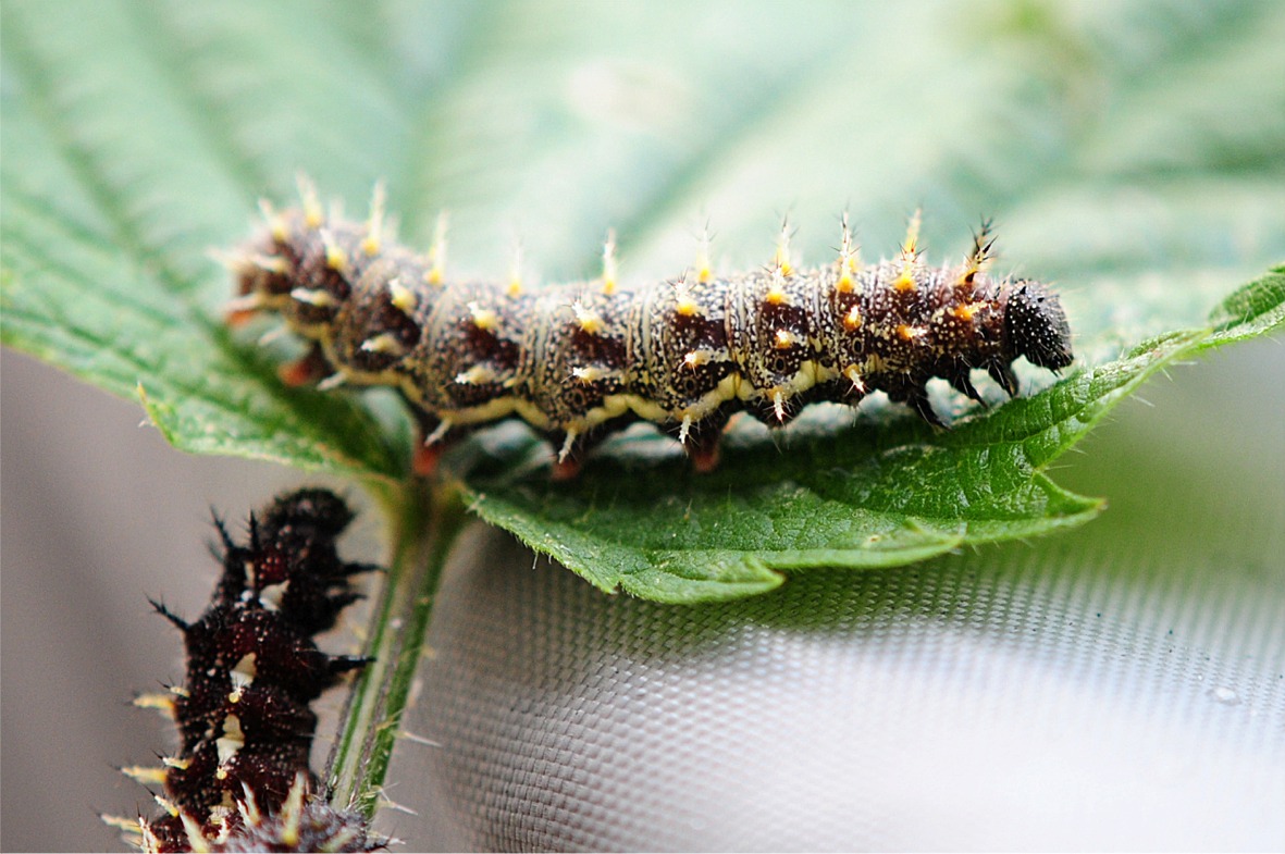 Vanessa atalanta