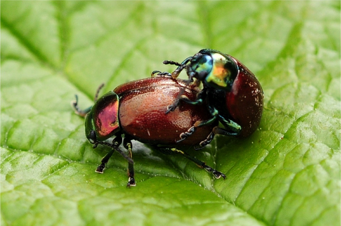 Chrysolina polita