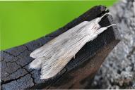 1943_Cucullia umbratica