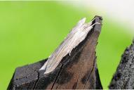 1943_Cucullia umbratica