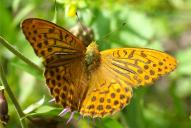 Argynnis paphia