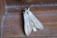 1943_Cucullia umbratica