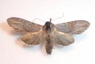 1943_Cucullia umbratica