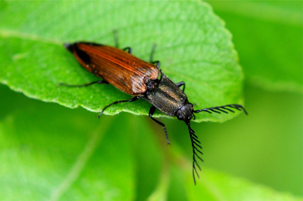 Ctenicera virens