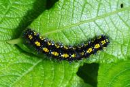 Callimorpha dominula (Raupe)