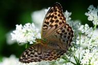 Argynnis paphia