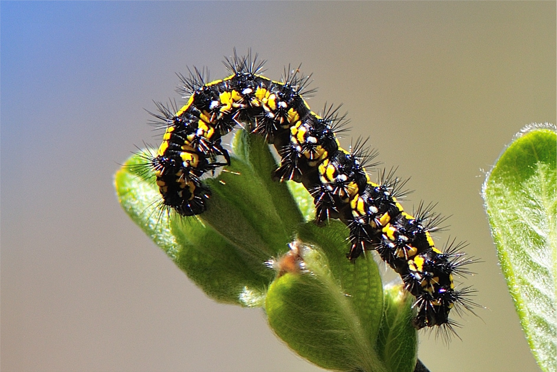 Callimorpha dominula (Raupe)