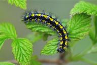 Callimorpha dominula (Raupe)