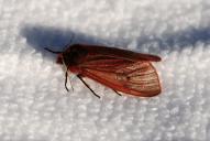 Phragmatobia fuliginosa