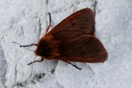 Phragmatobia fuliginosa