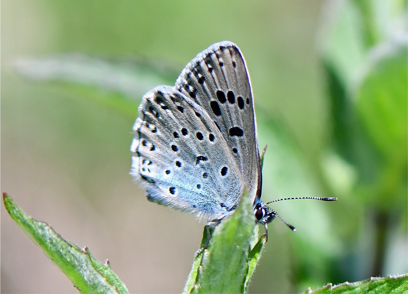 Phengaris arion