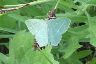 Chlorissa viridata | cloraria