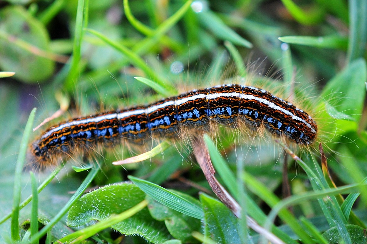 Malacosoma alpicola