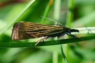 Chrysoteuchia culmella