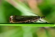 Chrysoteuchia culmella