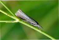 Chrysoteuchia culmella